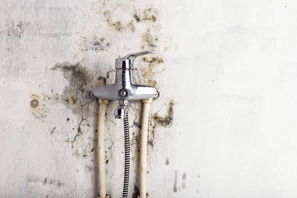 Best Mold Removal Company Near Me  in Oakland, CA