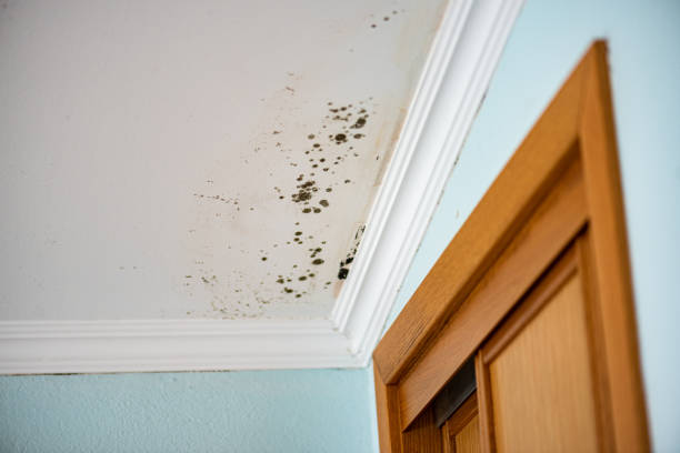 Best Attic Mold Removal  in Oakland, CA