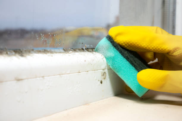 Mold Removal and Inspection in Oakland, CA