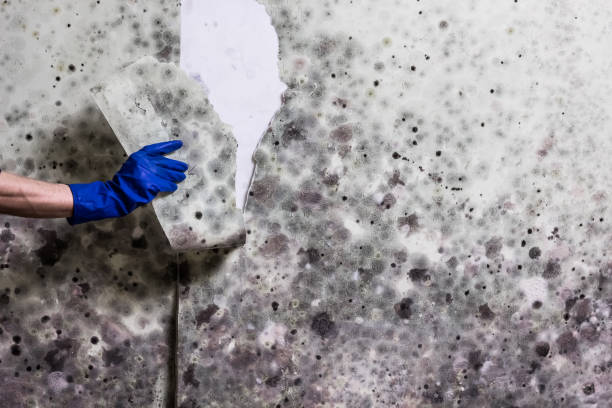 Mold Removal Process in Oakland, CA